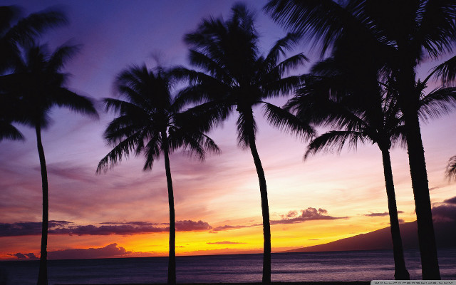 Sunset palm trees mountain purple #2 free wallpaper for desktop - medium preview image