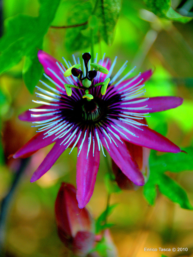 Purple flower green background leaves free wallpaper for mobile - medium preview image