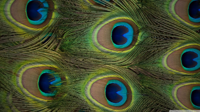 Peacock closeup feathers blue eyes free wallpaper for desktop - medium preview image
