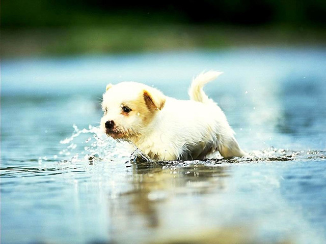 Small white dog splashing water free wallpaper for desktop - medium preview image
