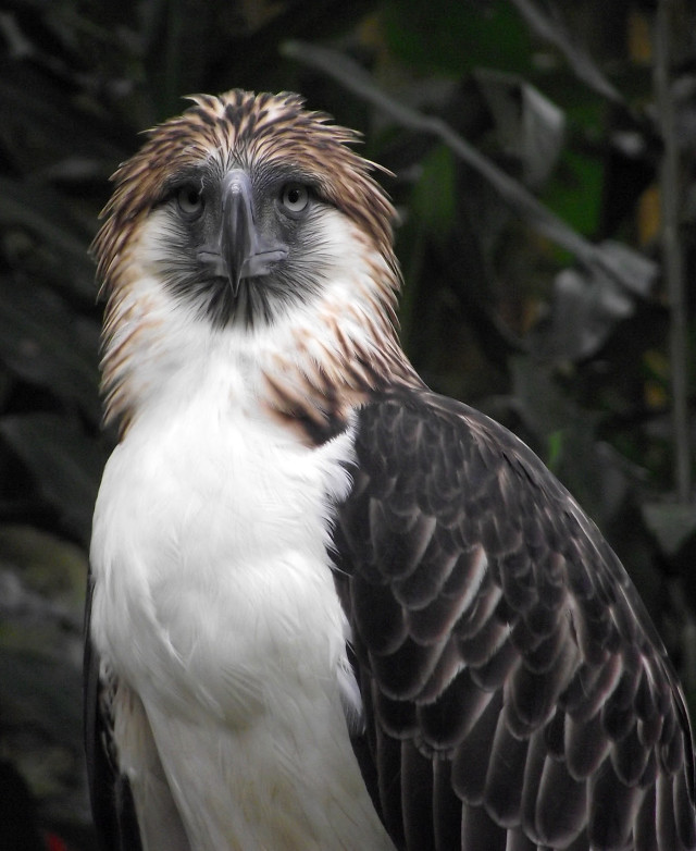 Large bird large wing spread free wallpaper for mobile - medium preview image