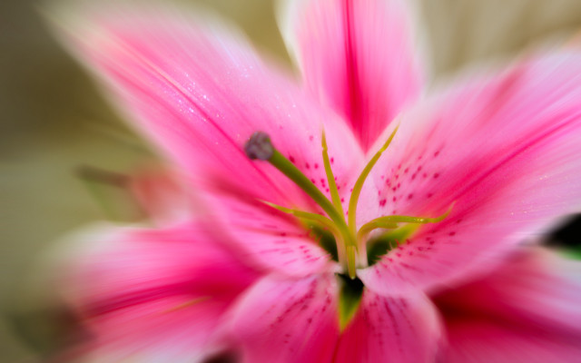 Pink flower green center blurry #6 free wallpaper for desktop - medium preview image