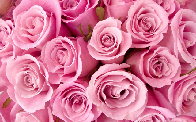 Pink roses bouquet flowers nature free wallpaper for desktop - medium preview image