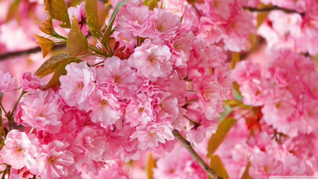 Pink flowers branch leaves blurry free wallpaper for desktop - medium preview image