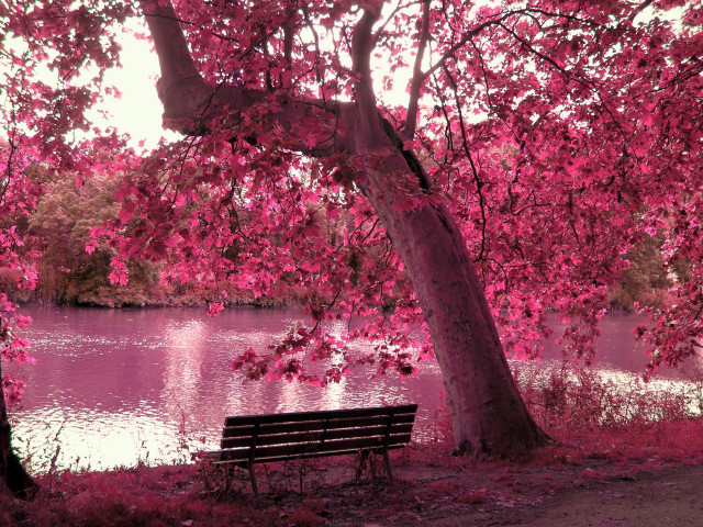 Bench under tree lake pink free wallpaper for desktop - medium preview image