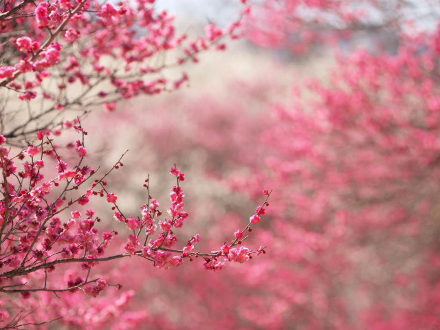 Pink sakura blossoms branch outdoors free wallpaper for desktop - medium preview image