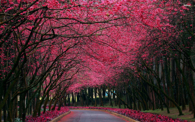 Pink flowers road umbrella autumn free wallpaper for desktop - medium preview image