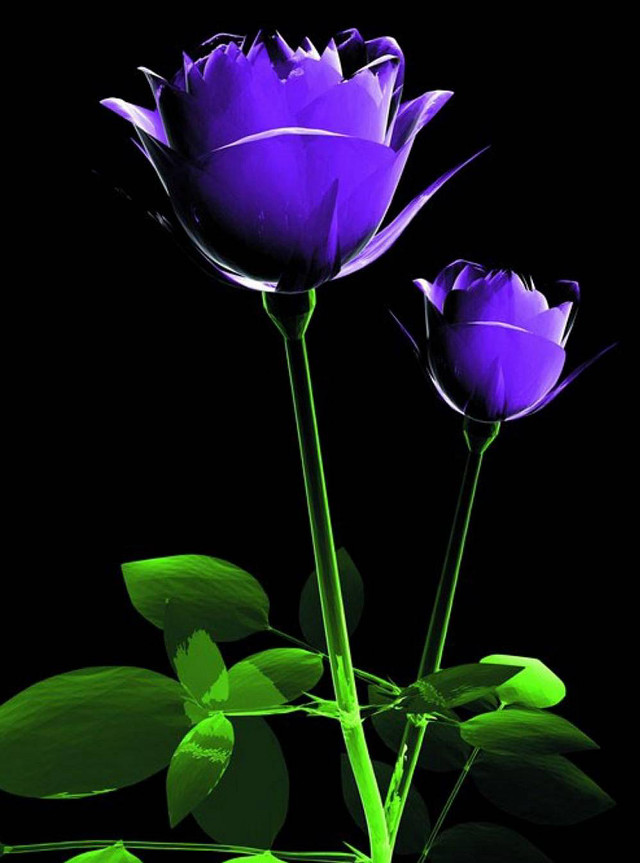 Purple flowers green planter leaf free wallpaper for mobile - medium preview image