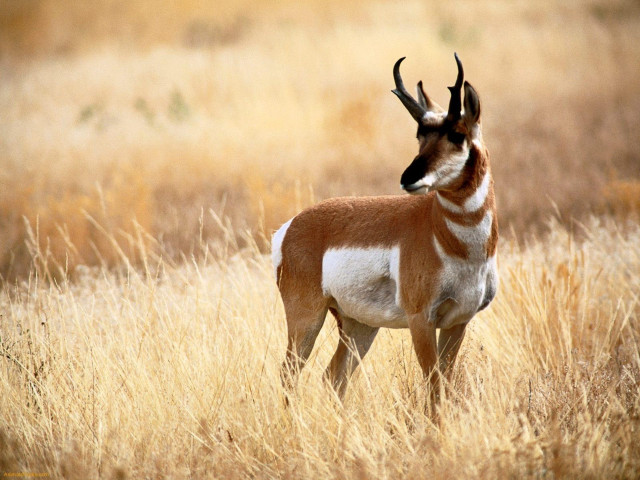 Gazelle standing tallgrass headside eyesopen free wallpaper for desktop - medium preview image