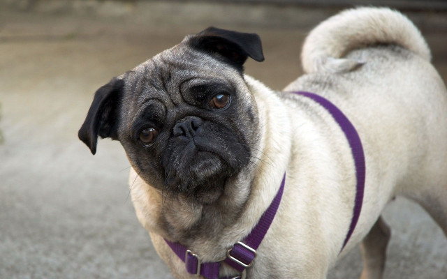 Pug purple collar sad face #2 free wallpaper for desktop - medium preview image
