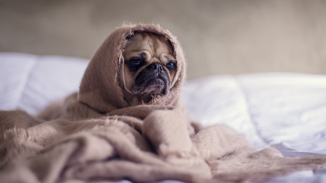 Dog blanket bed blanket head free wallpaper for desktop - medium preview image