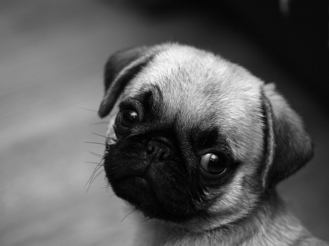 Small pug sad looking up free wallpaper for desktop - medium preview image