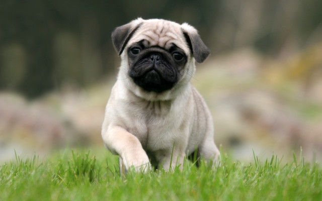 Small pug running grassy field free wallpaper for desktop - medium preview image