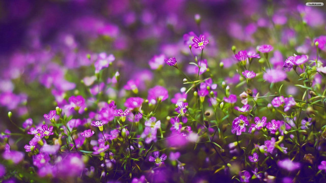 Purple flower field blurry macro free wallpaper for desktop - medium preview image