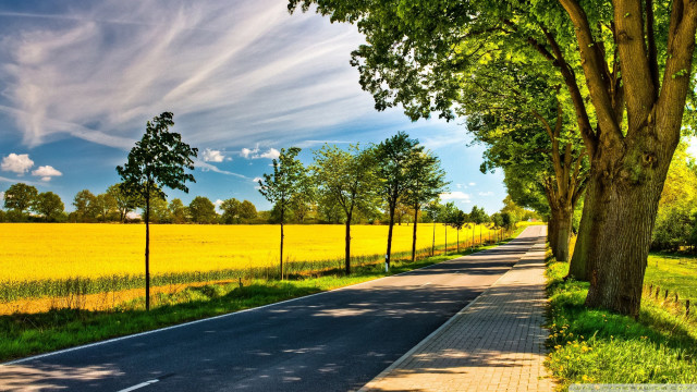 Road fence trees field yellow free wallpaper for desktop - medium preview image