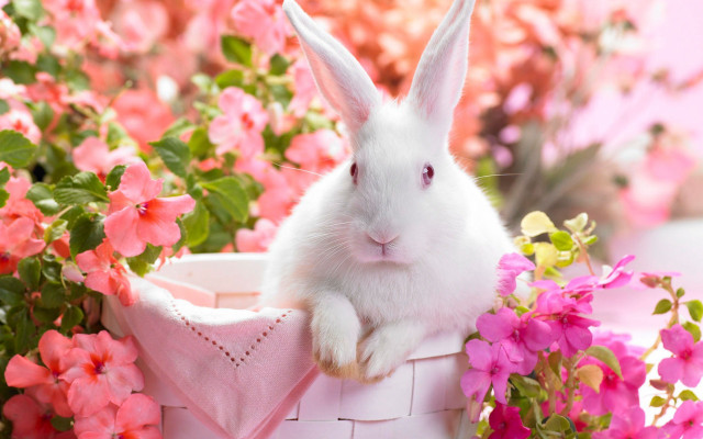 White rabbit basket pink flowers #4 free wallpaper for desktop - medium preview image