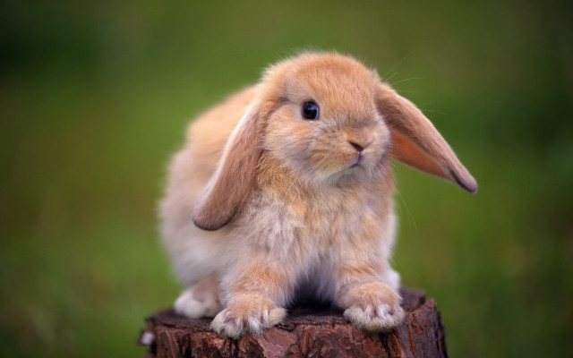Small rabbit wooden stump grass free wallpaper for desktop - medium preview image