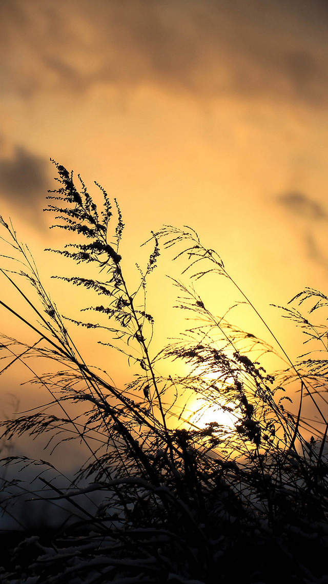 Sunset silhouette plant bird flying free wallpaper for mobile - medium preview image