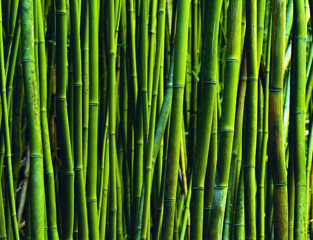 Bamboo sticks stacked row ground free wallpaper for desktop - medium preview image