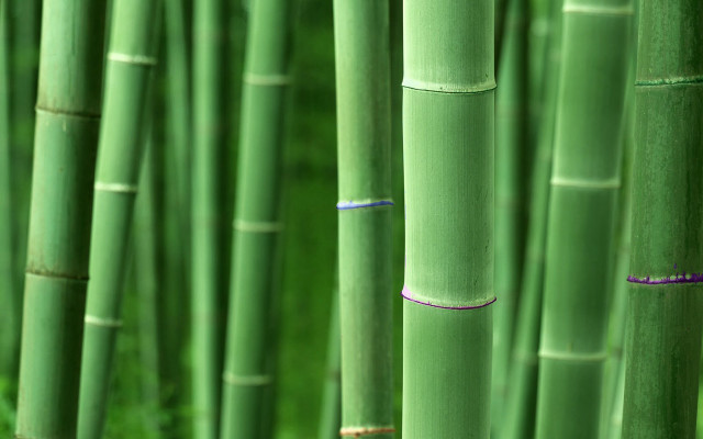 Bamboo forest green grass purple free wallpaper for desktop - medium preview image