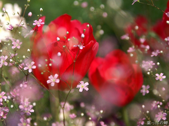 Red flowers pink flowers white free wallpaper for desktop - medium preview image