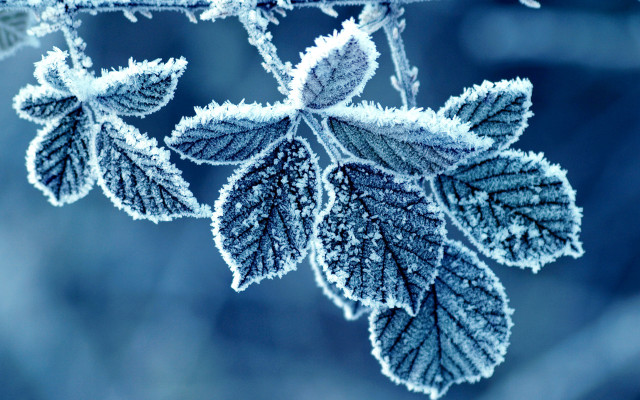 Leaf frost branch blue background free wallpaper for desktop - medium preview image