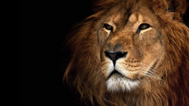 Lion closeup black background portrait free wallpaper for desktop - medium preview image