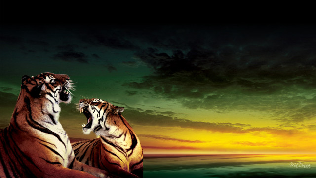 Tigers sunset rock water cloudy free wallpaper for desktop - medium preview image