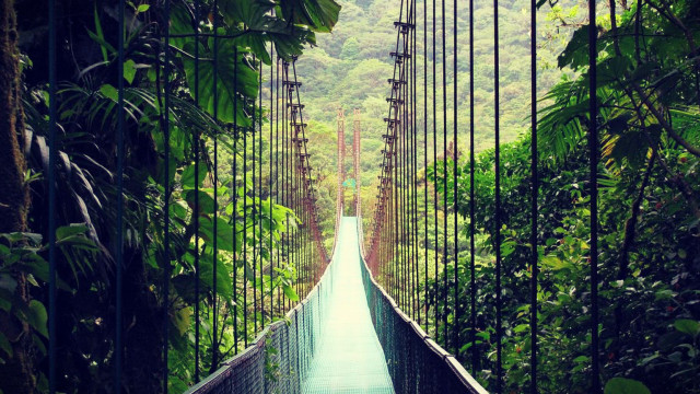 Suspension bridge jungle trees bushes free wallpaper for desktop - medium preview image
