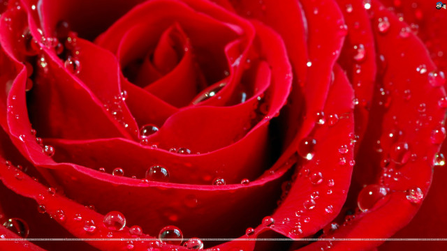 Red rose waterdroplets silverframe romantic free wallpaper for desktop - medium preview image