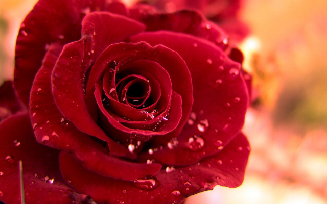 Red rose water droplets macro #65 free wallpaper for desktop - medium preview image