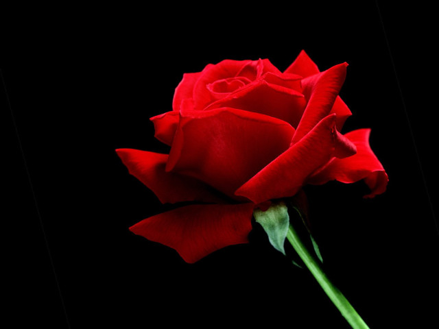 Red rose green stem gothic free wallpaper for desktop - medium preview image