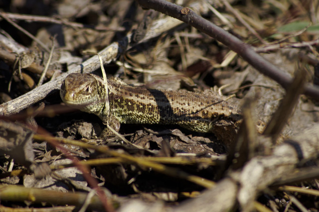 Small lizard laying on ground free wallpaper for desktop - medium preview image