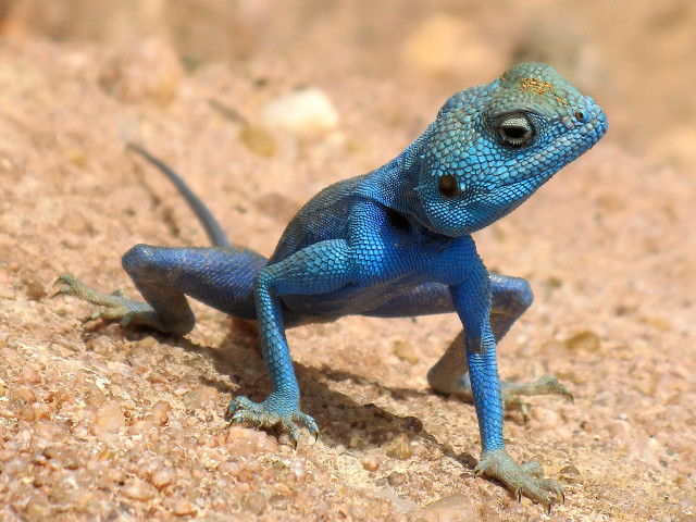 Blue lizard standing rock blurry free wallpaper for desktop - medium preview image