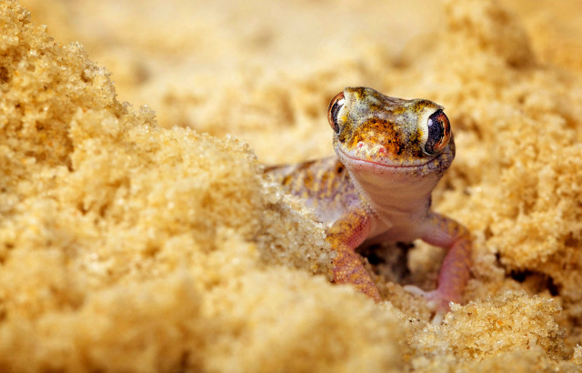 Gecko sand macro autumn fire free wallpaper for desktop - medium preview image