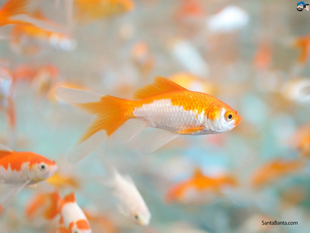 Goldfish aquarium swimming water rocks free wallpaper for desktop - medium preview image