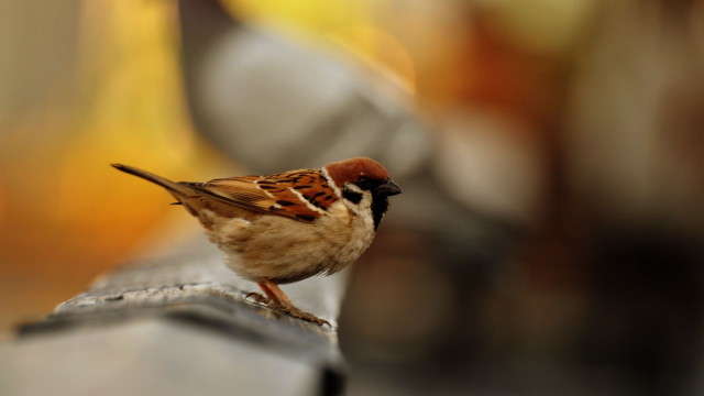 Small bird metal rail outside free wallpaper for desktop - medium preview image