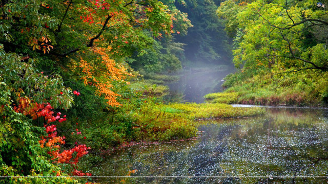 River trees foliage fall foggy free wallpaper for desktop - medium preview image