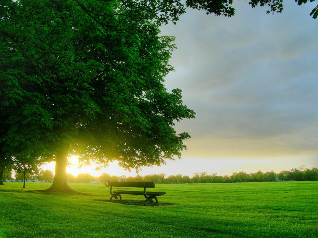 Park bench tree field sun free wallpaper for desktop - medium preview image