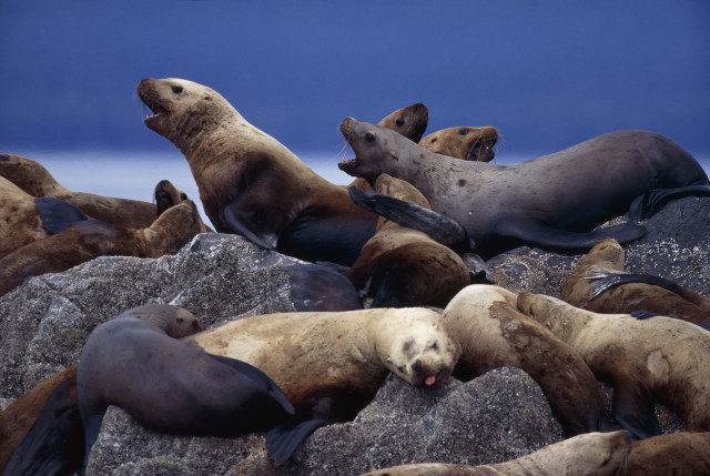 Sea lions rocks beach group free wallpaper for desktop - medium preview image