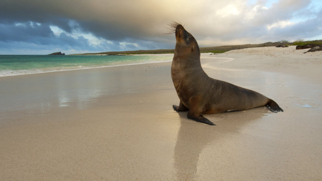 Sea lion beach sitting looking free wallpaper for desktop - medium preview image