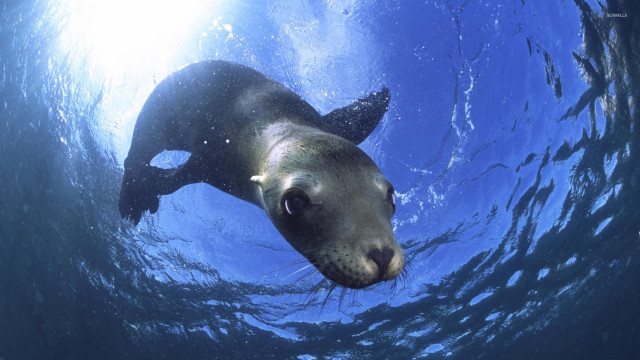 Seal swimming water fish mouth free wallpaper for desktop - medium preview image