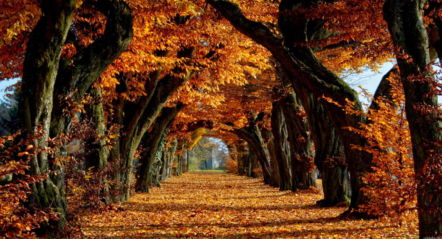 Autumn leaves pathway park trees free wallpaper for desktop - medium preview image