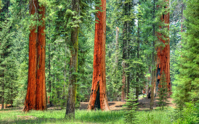 Forest trees green grass autumn free wallpaper for desktop - medium preview image