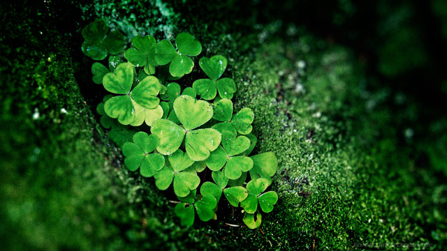 Green clovers mossy surface sunlight free wallpaper for desktop - medium preview image