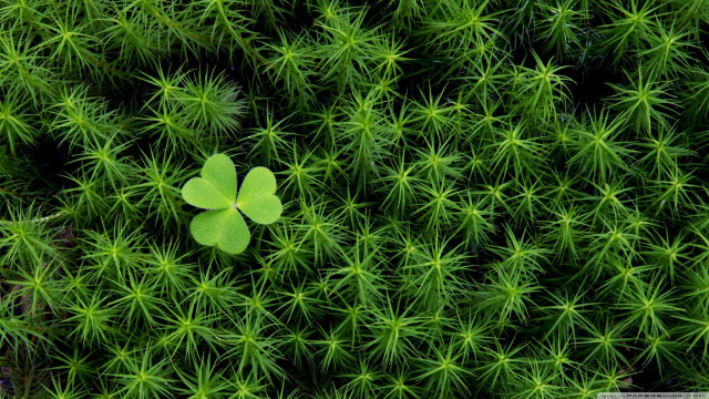 Four leaf clover green plant #2 free wallpaper for desktop - medium preview image