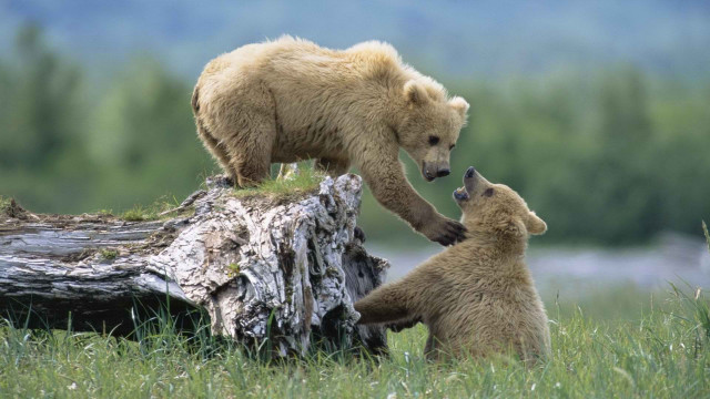 Bear cub playing field grass free wallpaper for desktop - medium preview image