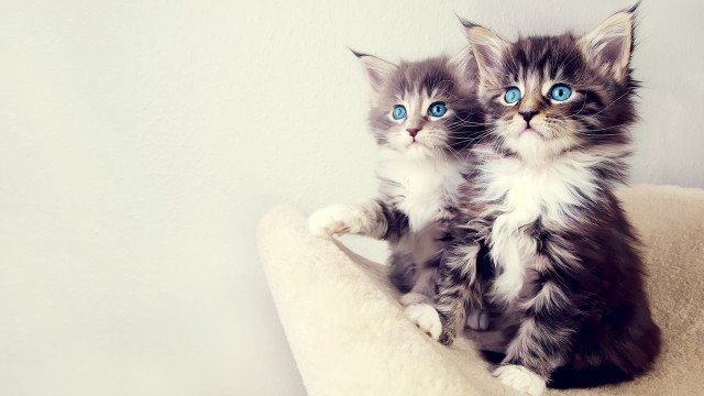 Kittens cat bed blue eyes #3 free wallpaper for desktop - medium preview image