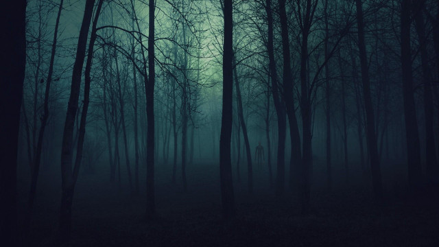 Dark forest foggy sky trees #2 free wallpaper for desktop - medium preview image