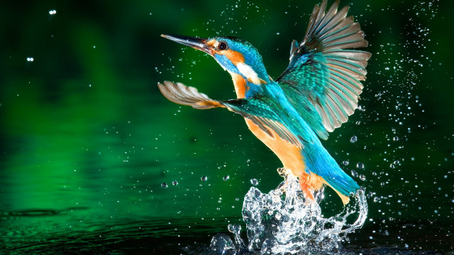 Colorful bird flying water splashing free wallpaper for desktop - medium preview image